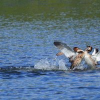 Переполох :: Владилен Панченко Переполох :: Владилен Панченко