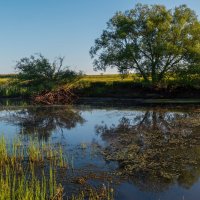 на пруду :: Виталий Емельянов
