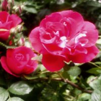 Летние :: Сергей Уткин