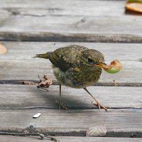 Молодая зарянка :: Лина 