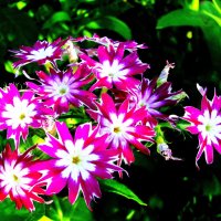 Красота :: Людмила Смородинская