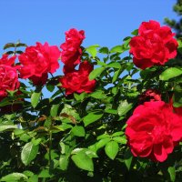 Плетистая роза цветёт :: Людмила Смородинская