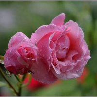 Царица :: Aleksandr Gal