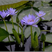 Как прекрасен этот Мир :: Aleksandr Gal