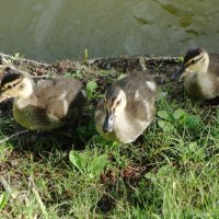 Утята :: Рита Симонова