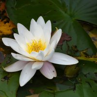 Москва. Воронцовский парк. Кувшинка. :: Наташа *****