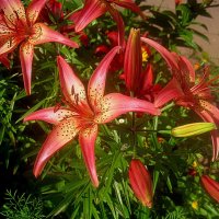 Ли... :: Елена Семигина