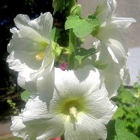 Мальва :: Елена Семигина