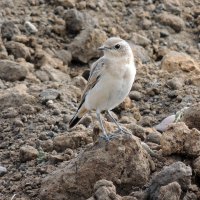 Каменка - плясунья :: Вик Токарев