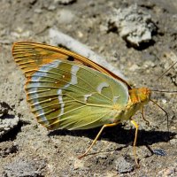 Пандора... :: Константин Штарк