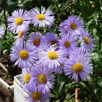 А у нас во дворе... :: Андрей Заломленков