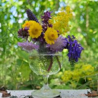 Про цветы полевые.... :: Андрей Заломленков