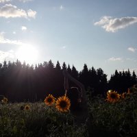 Любовь от солнца и его света :: Светлана Лапка Любовь от солнца и его света :: Светлана Лапка