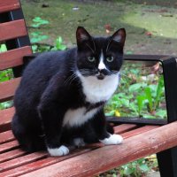 Сидя на скамейке :: Андрей Снегерёв