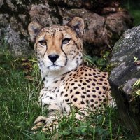 ***** :: Андроник Александр 