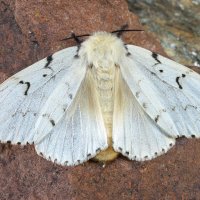 Блондинка :: Станислав С.