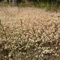 Клевер кошачий, или клевер пашенный... :: Наталия Павлова Клевер кошачий, или клевер пашенный... :: Наталия Павлова