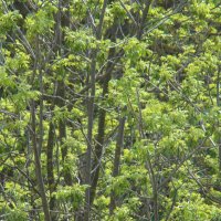 Весна с балкона... :: Syntaxist (Светлана)