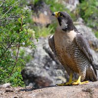Сапсан :: Дмитрий 