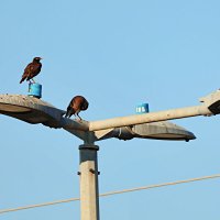 Утро :: Аркадий Басович