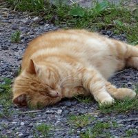 Жарко. от земли прохлада :: Антонина Гугаева