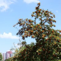 Рябина :: Василий Палий