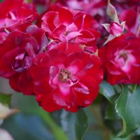 Роза Никитская :: Сергей Ц