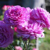 розы :: Сергей Ц