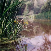 Красоты прудов :: Виталий Потапкин