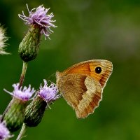 бабочки этого лета 1 :: Александр Прокудин бабочки этого лета 1 :: Александр Прокудин