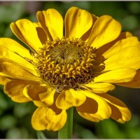 Лето,июль, цветы... :: Aquarius - Сергей Лето,июль, цветы... :: Aquarius - Сергей