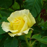 О красоте цветов. :: Милешкин Владимир Алексеевич О красоте цветов. :: Милешкин Владимир Алексеевич