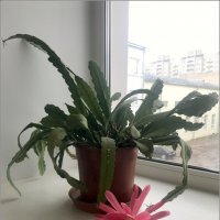 "Цветы на подоконнике" :: zavitok *