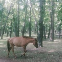 Кони :: Андрей Хлопонин