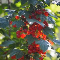 Здравствуй, щедрый август! :: Татьяна Лютаева