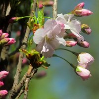 Весна :: Роман Савоцкий Весна :: Роман Савоцкий