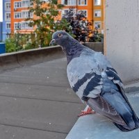 Вам улыбнуться или как? :: Валерий Иванович Вам улыбнуться или как? :: Валерий Иванович