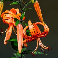 *** :: Виктор Иванович Чернюк