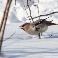 Жажда :: Виктор Иванович Чернюк