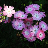 Нежность :: Людмила Смородинская