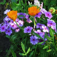 На клумбе :: Людмила Смородинская На клумбе :: Людмила Смородинская