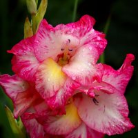 Доброе утро :: Юрий. Шмаков Доброе утро :: Юрий. Шмаков