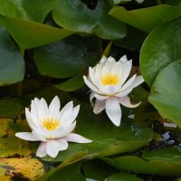 Москва. Воронцовский парк. Кувшинки. :: Наташа *****