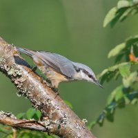 шустрик... :: Andrey Bragin шустрик... :: Andrey Bragin