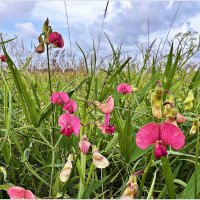 Цветы полевые. Чина лесная. :: Валерия Комова Цветы полевые. Чина лесная. :: Валерия Комова