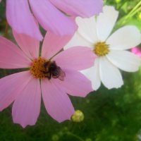 Космеи :: Елена Семигина