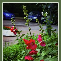 Мальва :: Владимир Кроливец Мальва :: Владимир Кроливец