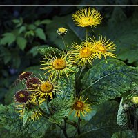 Уличная фотозарисовка :: Владимир Кроливец Уличная фотозарисовка :: Владимир Кроливец