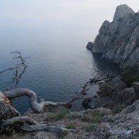 Природа Крыма :: Amazing Cosmea