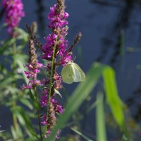 Любительница цветов :: Сергей Швечков